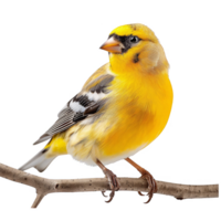 Bright Yellow American Goldfinch Bird, Isolated Background png