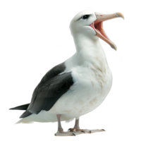 Albatrosses Bird, Black and white Color, Isolated Background png