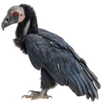 Andrean Condor Bird, Isolated Background png