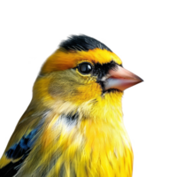 Bright Yellow American Goldfinch Bird, Isolated Background png