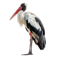 buik ooievaar vogel, transparant achtergrond png