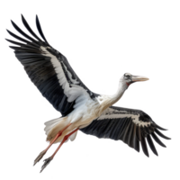 Abdims Stork Bird, transparent background png