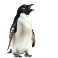 Adelie Penguin, Isolated background png