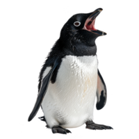 adélie pinguïn, geïsoleerd achtergrond png