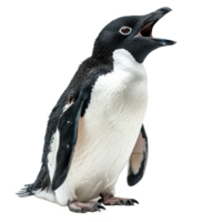 Adelie Pinguin, isoliert Hintergrund png