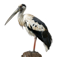 abdims stork fågel, transparent bakgrund png