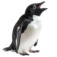 Adelie Pinguin, isoliert Hintergrund png