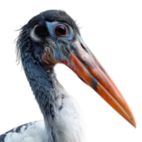 Bauch Storch Vogel, transparent Hintergrund png