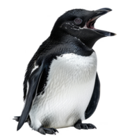 Adelie Pinguin, isoliert Hintergrund png