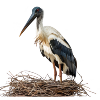 abdims stork fågel, transparent bakgrund png