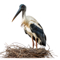 abdims cigogne oiseau, transparent Contexte png