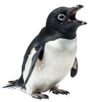 adélie pinguïn, geïsoleerd achtergrond png