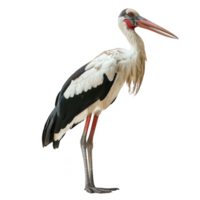 abdims stork fågel, transparent bakgrund png