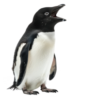 Adelie Pinguin, isoliert Hintergrund png