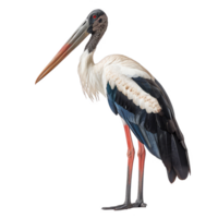 Abdims Stork Bird, transparent background png