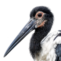 Bauch Storch Vogel, transparent Hintergrund png