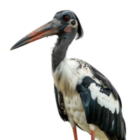 abdims stork fågel, transparent bakgrund png