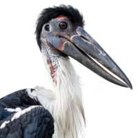 Abdims Stork Bird, transparent background png