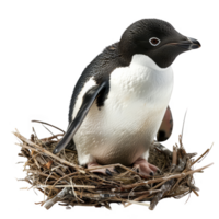 Adelie Pinguin, isoliert Hintergrund png