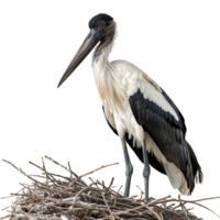 abdims cigogne oiseau, transparent Contexte png