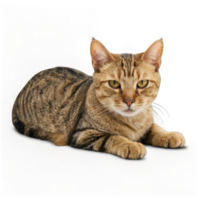 A cute cat is sitting png