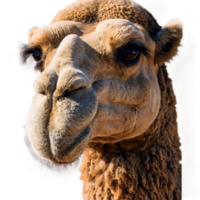 The camel looking at the camera headshot png