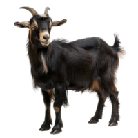 Black goat standing png