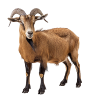 a goat standing png