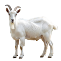 a white goat standing png