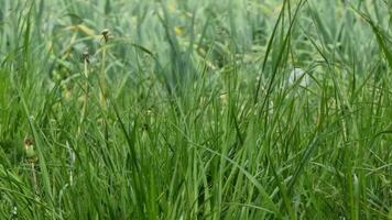 Green grass in the meadow. Nature background. Green grass. video