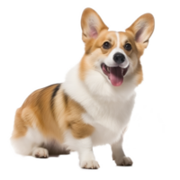 Welsh Corgi puppy grows up on transparent background png