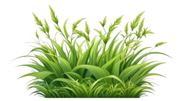 Gras Clip Art mit transparent Hintergrund png