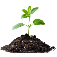 Small Plant Growing from Soil Isolated on Transparent Background png