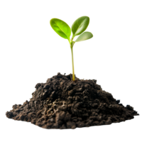 Small Plant Growing from Soil Isolated on Transparent Background png