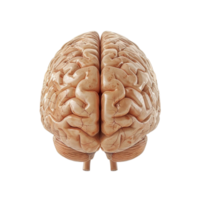 humano cerebro modelo, transparente antecedentes. png