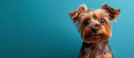 Small Brown Dog With Long Hair on Blue Background photo