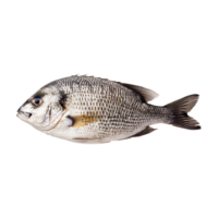 fish on transparent background png