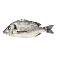 pescado en transparente antecedentes png