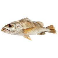 poisson sur transparent Contexte png