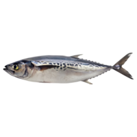 fish on transparent background png