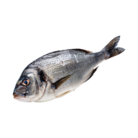 pescado en transparente antecedentes png