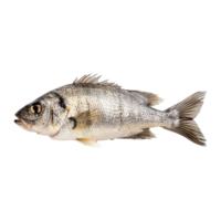 fisk på transparent bakgrund png