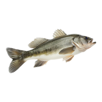 poisson sur transparent Contexte png