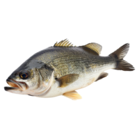 pesce su trasparente sfondo png
