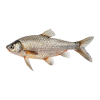 peixe em transparente fundo png