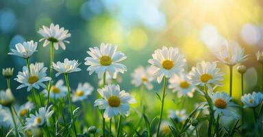 White Daisies Blooming in a Field on a Sunny Day photo