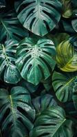 Close Up of Lush Green Tropical Leaves With Dew Drops photo