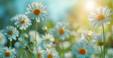 White Daisies Blooming in a Field on a Sunny Day photo