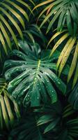 Close Up of Lush Green Tropical Leaves With Dew Drops photo