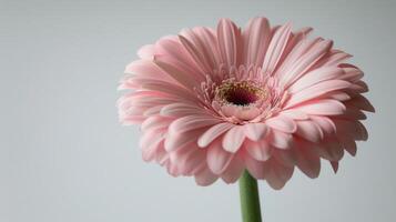 Close Up of a Pink Flower in a Vase photo